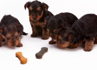 Explore the Best Feeding Options for Your Pup