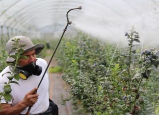 Crops, Chemicals, and Consequences: The Health Risks of Roundup Exposure