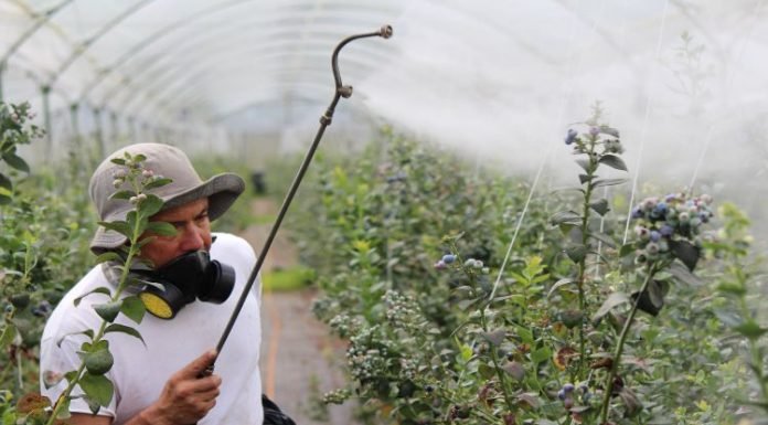 Crops, Chemicals, and Consequences: The Health Risks of Roundup Exposure