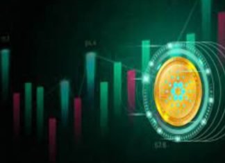 Cracking the Crypto World: Do Novices Benefit from White Label Crypto Exchanges?